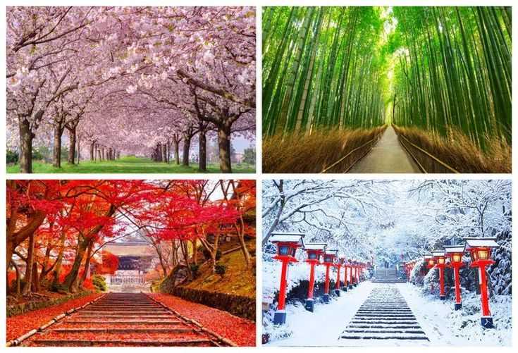Mengenal Empat Musim di Jepang: Keindahan yang Selalu Berubah
